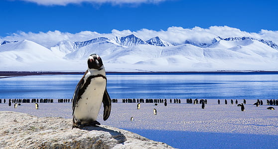 white penguin standing on stone during daytime thumbnail
