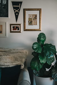 green leafed plant potted in white pot thumbnail