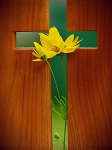 Yellow Cosmos Flower in Green Cross Wooden Decor thumbnail