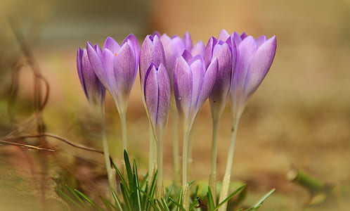 selective focus photo of purple petaled flower thumbnail