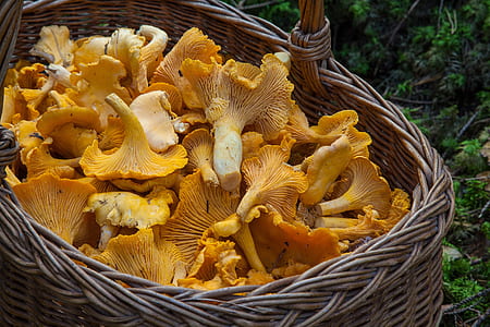 closeup photo basket of yellow fungi thumbnail