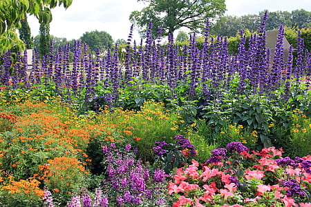purple lavender plant field across green trees thumbnail