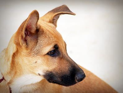 closeup view of short-coated tan dog thumbnail