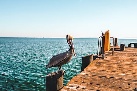 gray pelican perched on dock near body of water thumbnail