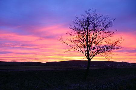 silhouette of tree with over viewing of mountain thumbnail