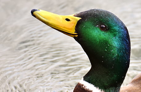 mallar duck head thumbnail