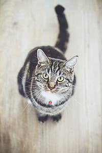 silver tabby cat on brown wooden floor thumbnail