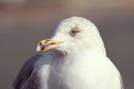 close-up photography of gull thumbnail