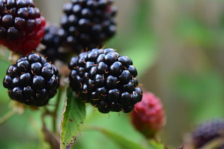 selective focus photo of blackberries thumbnail