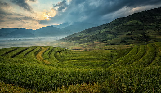 photo of rice field during daytime thumbnail