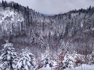 snow covered pine tree forest thumbnail