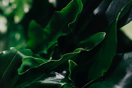 Close-ups of green plant leaves thumbnail