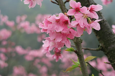 selective focus photography of pink sakura flowers thumbnail