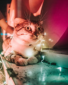 Closeup Photo Of String Light On Tabby Cat thumbnail