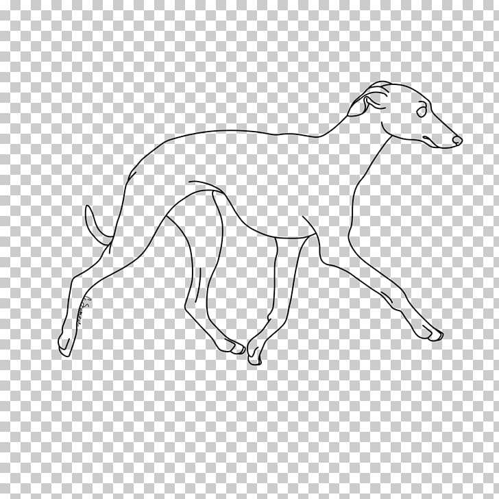 Whippet Italian Greyhound Line Art Dog Breed Border Collie Husky