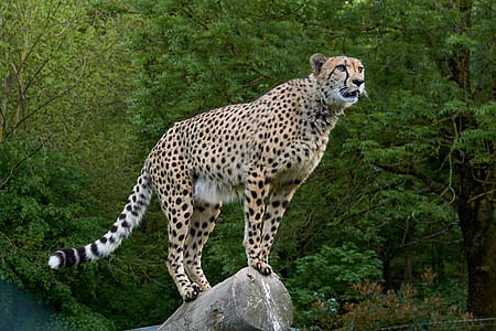 brown and black leopard standing on gray wood log thumbnail