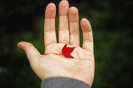 red leaf on human palm thumbnail