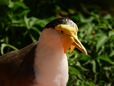 Lapwing Australian, Vanellus Miles Miles thumbnail