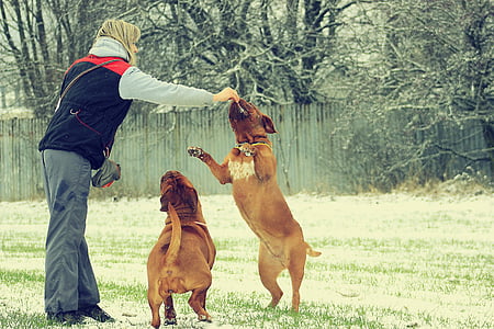 women petting two adult Dogue de bordeaux thumbnail