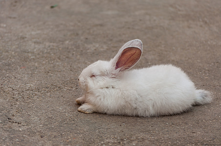 white rabbit lying on concrete floor thumbnail