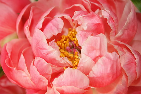 blooming pink petaled flower thumbnail
