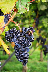 shallow focus photography of grapes thumbnail
