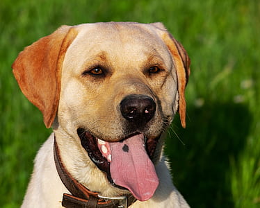 adult yellow Labrador retriever close-up photography thumbnail