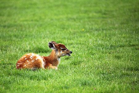 brown deer lying on green grass during daytime thumbnail