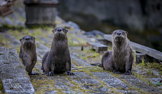 shallow focus photography of three otters thumbnail