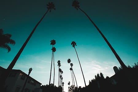 silhouette of palm trees along road thumbnail