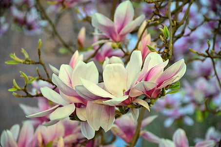 selective focus photography of white and pink petaled flower thumbnail