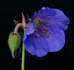 macro photography of purple petaled flower thumbnail