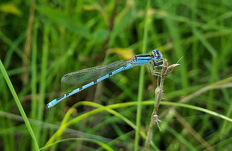 Familiar Bluet Damselfly, Damselfly thumbnail