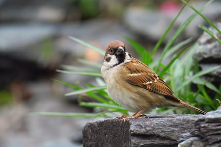 selective focus photography of brown sparrow on wood log thumbnail