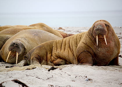 two brown walrus near seashore during daytime thumbnail