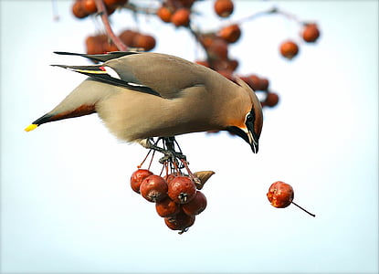 grey bird on red fruits thumbnail