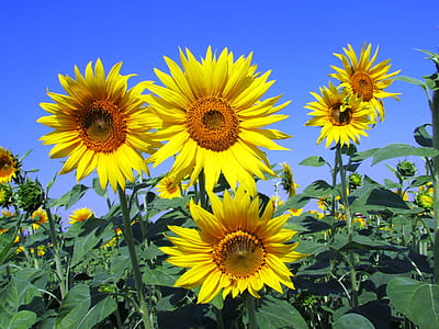Yellow Petal Flowers thumbnail