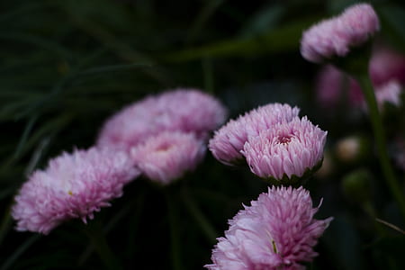 closeup photo of pink petaled flower thumbnail