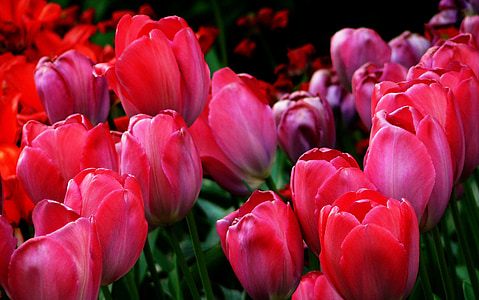 lowlight photography of red petaled flowers thumbnail