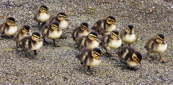 animals, beak, pebbles, ducks thumbnail