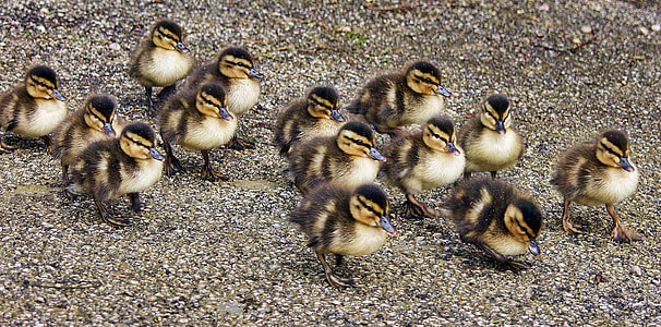 chicks walking on sand thumbnail