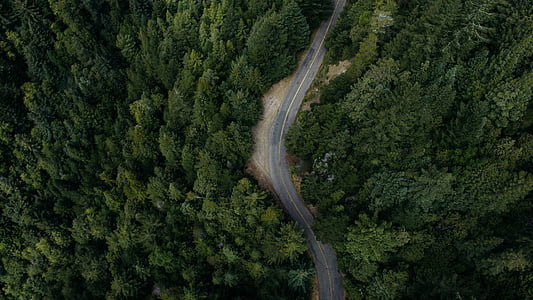 birds eye view photo of street between trees thumbnail