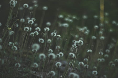 nature, field, flowers, petals thumbnail