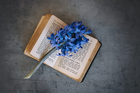 blue flower on white book thumbnail