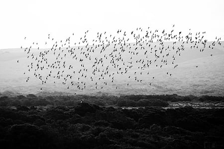 flock of birds flying over forest thumbnail