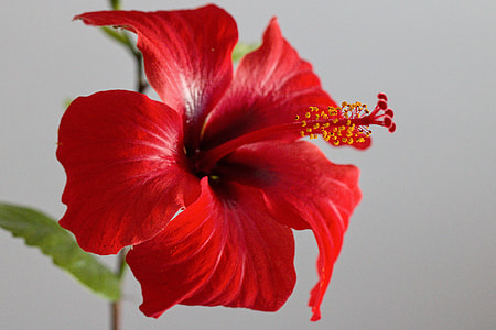 shallow focus photography of red flower thumbnail