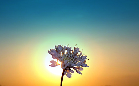 silhouette white petaled flower thumbnail