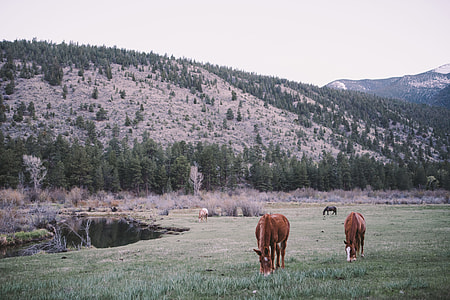 two brown horses on green field in front of brown hill thumbnail