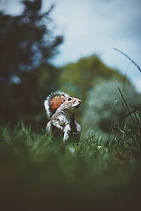 gray and brown squirrel on green grass at daytime thumbnail