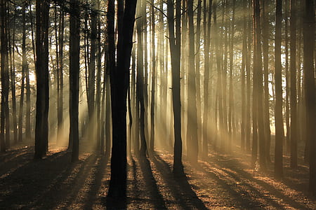 sunlight seeping through thick forest of trees thumbnail